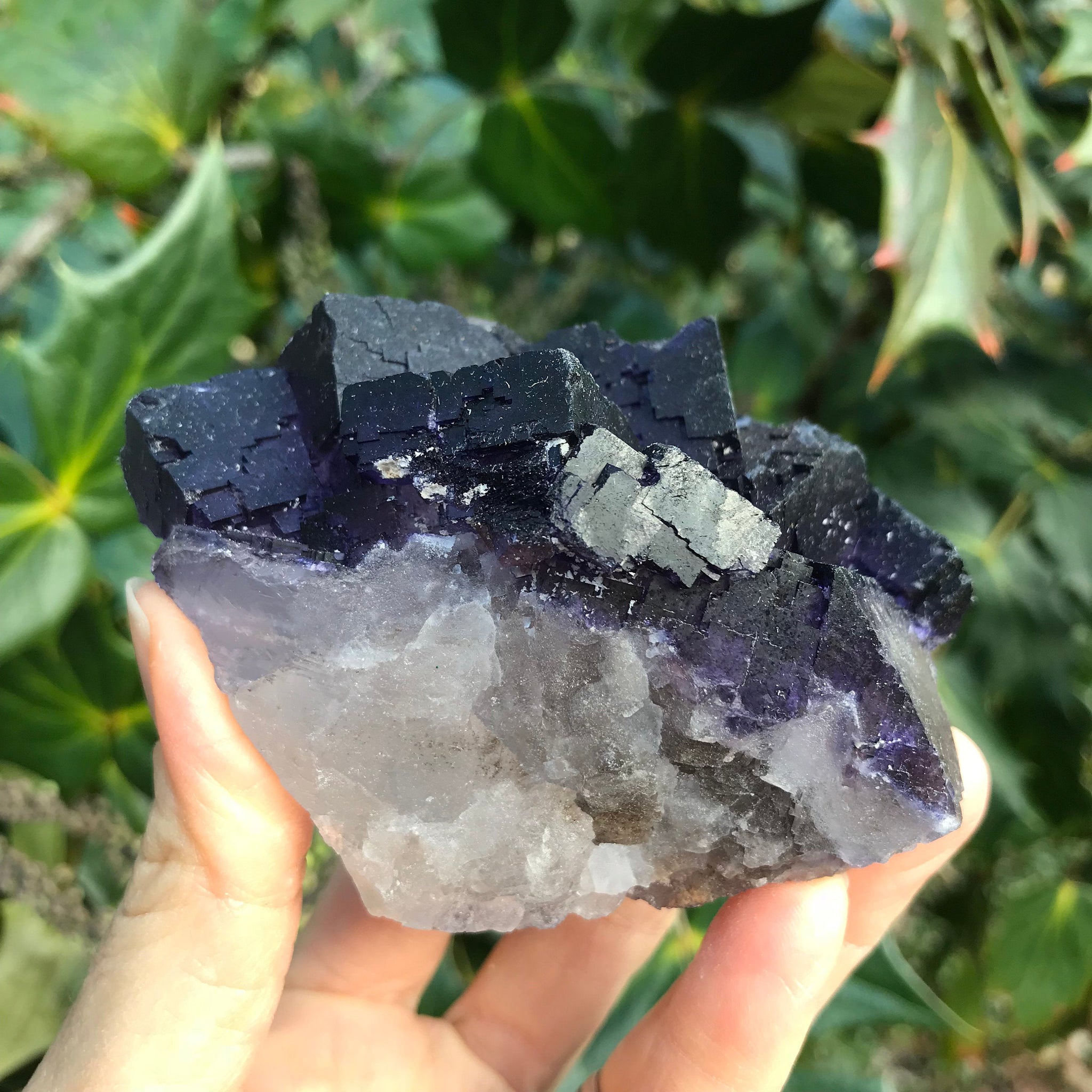 Cubic Purple Fluorite // Mina Esperanza / Melchior Muzquiz